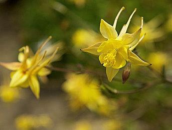 《世界树的迷宫Ⅰ·Ⅱ·Ⅲ HD REMASTER》今日发售！发售纪念活动火热进行中